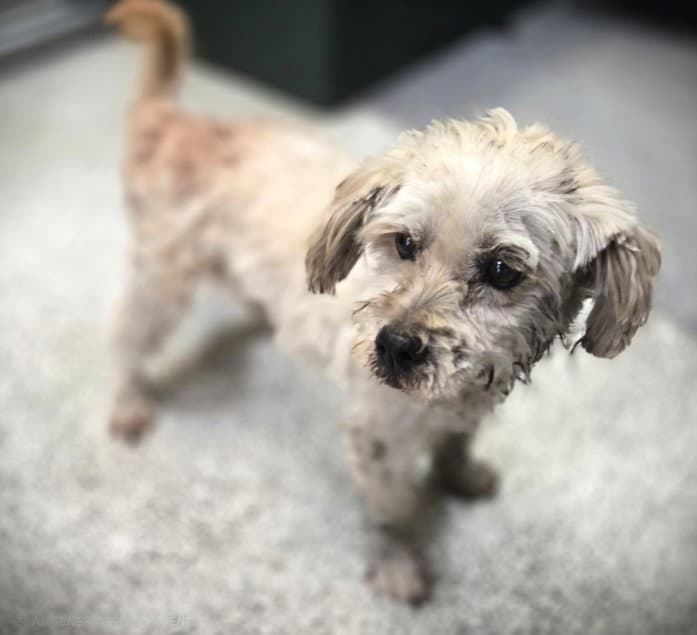 Tic Tac - Poodle (Miniature)