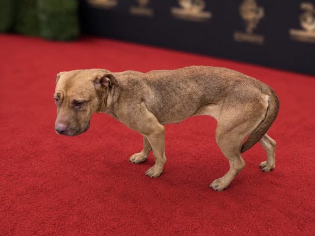Emjay - Pit Bull Terrier