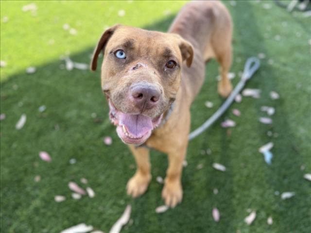 Emjay - Pit Bull Terrier