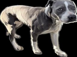 Jack-E image 1