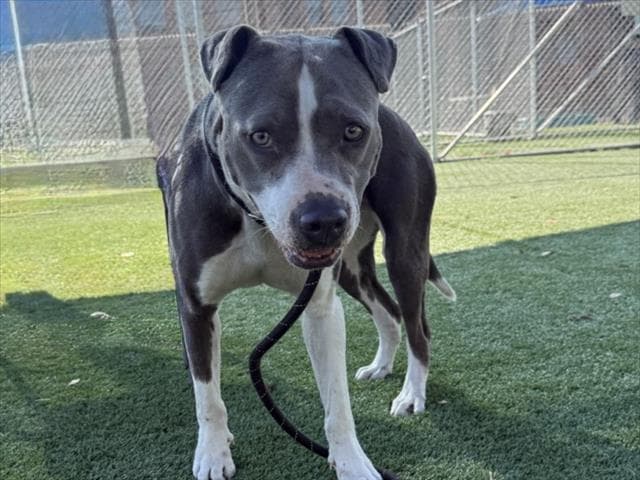 Jack-E - Pit Bull Terrier