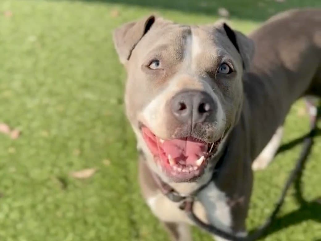 Jack-E - Pit Bull Terrier