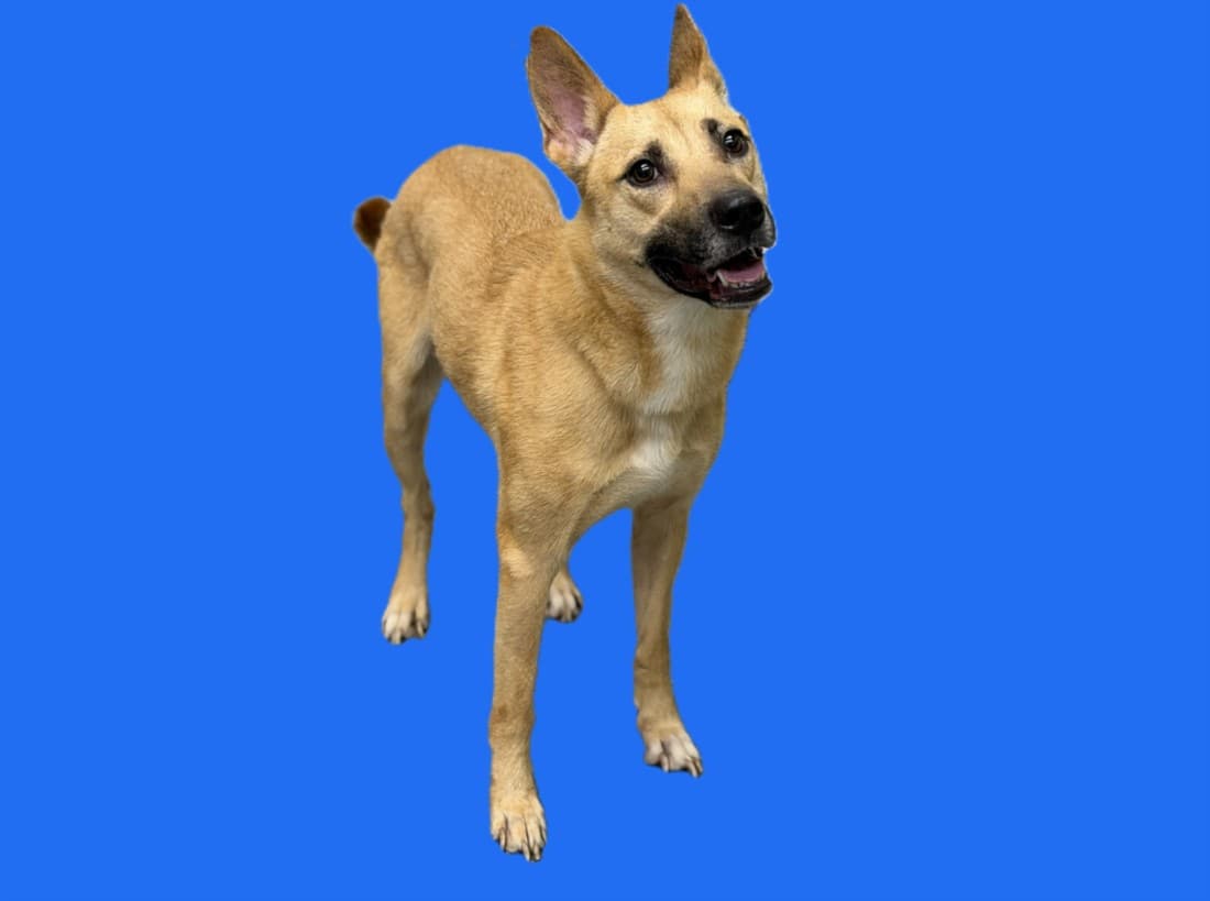 J Lo - German Shepherd Dog
