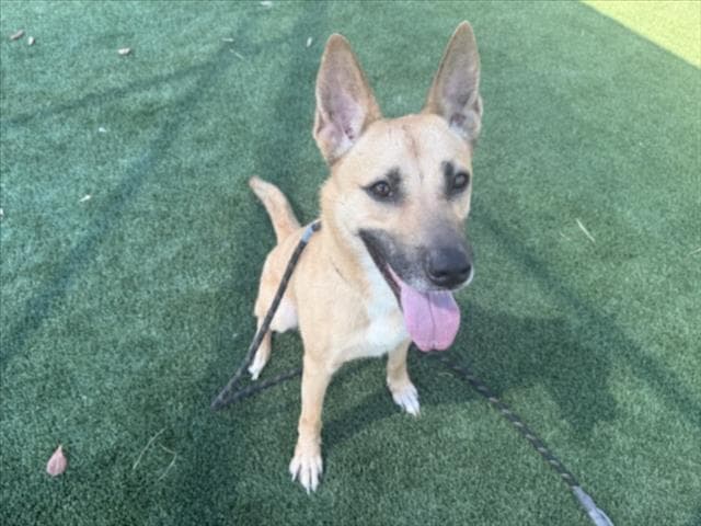 J Lo - German Shepherd Dog