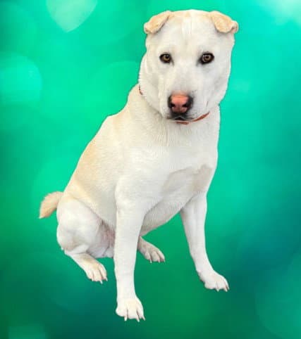 Chiny - Labrador Retriever