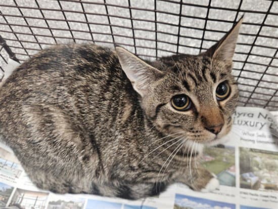 Rolly - Domestic Short Hair