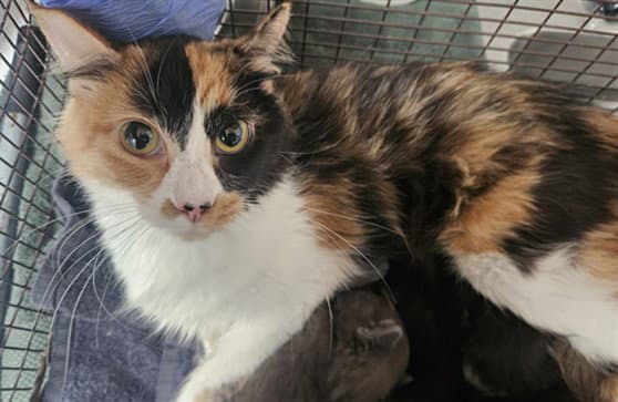 Harley - Domestic Short Hair