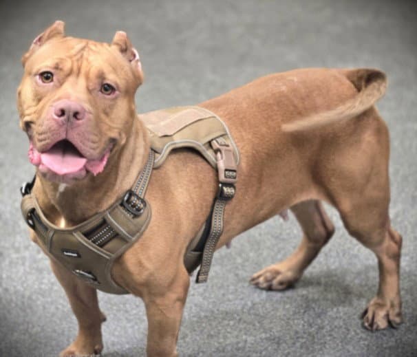 Ginger - Pit Bull Terrier