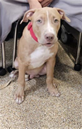 Chavez - Pit Bull Terrier