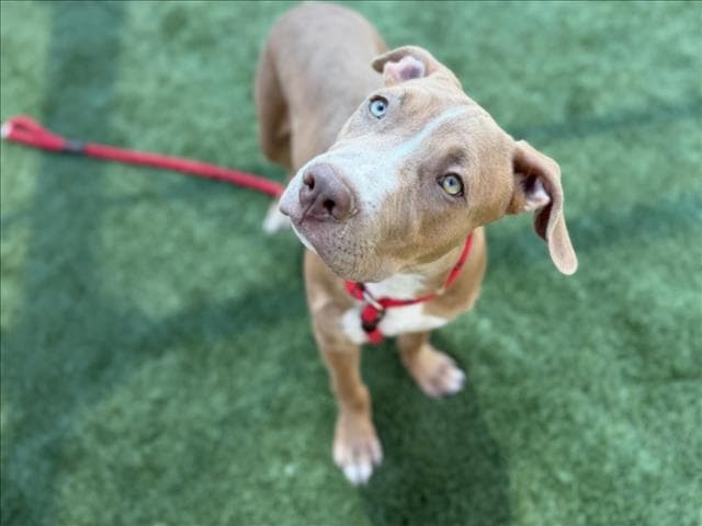 Chavez - Pit Bull Terrier