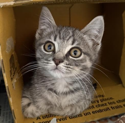 Mpg - Domestic Short Hair
