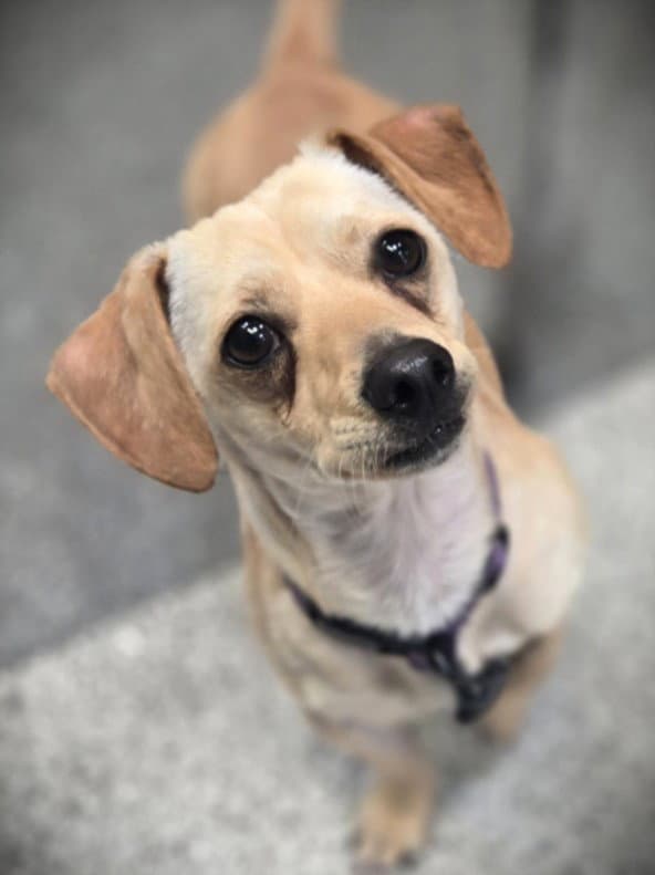 Brody - Dachshund