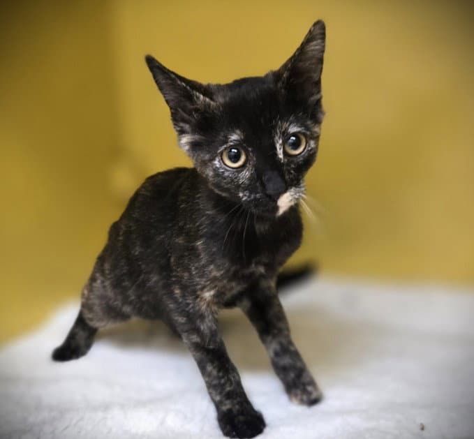 Alondra - Domestic Short Hair
