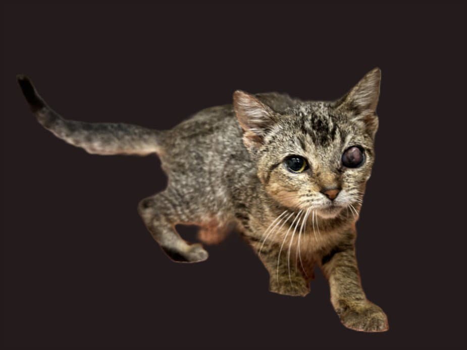 Crystal Ball - Domestic Short Hair