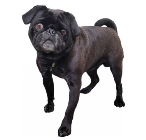 Blue Berry - Pug