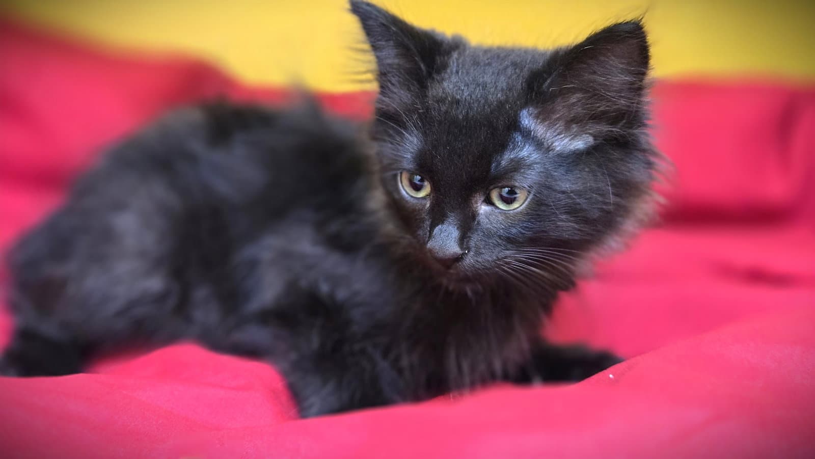 Patach - Domestic Short Hair
