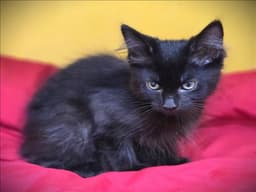 Mochi image 1