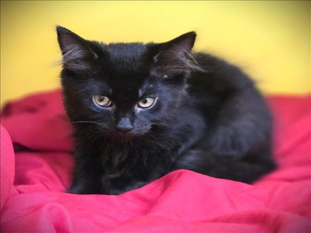 Lucky - Domestic Short Hair