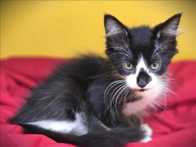 Eugi - Domestic Short Hair