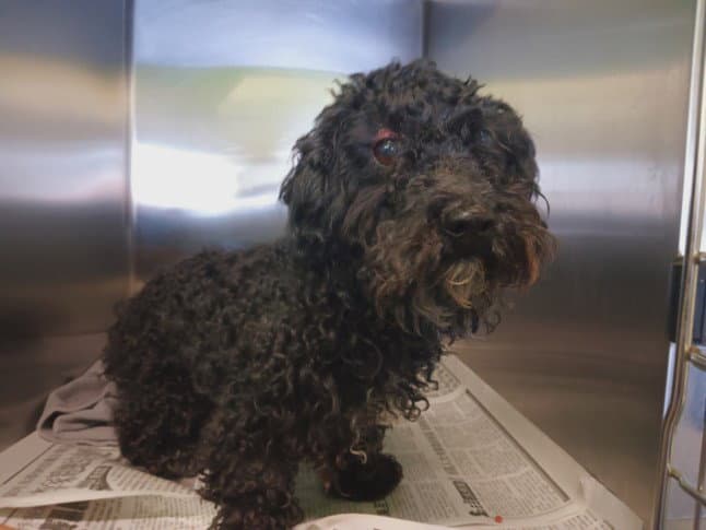Snipes - Poodle (Miniature)