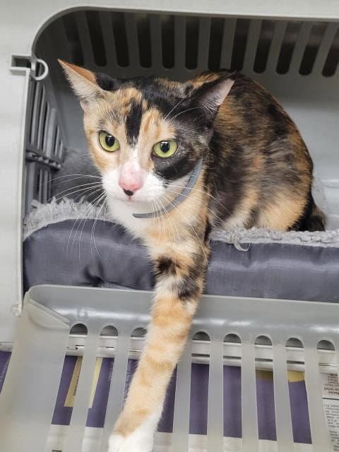 Unknown - Domestic Short Hair