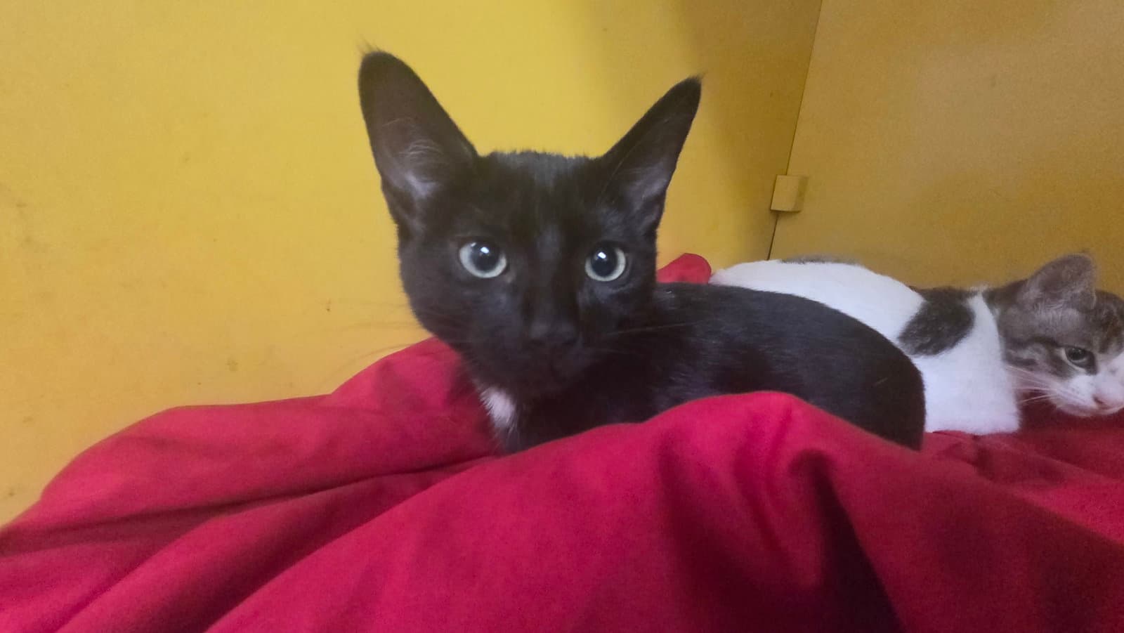 Harmony - Domestic Short Hair