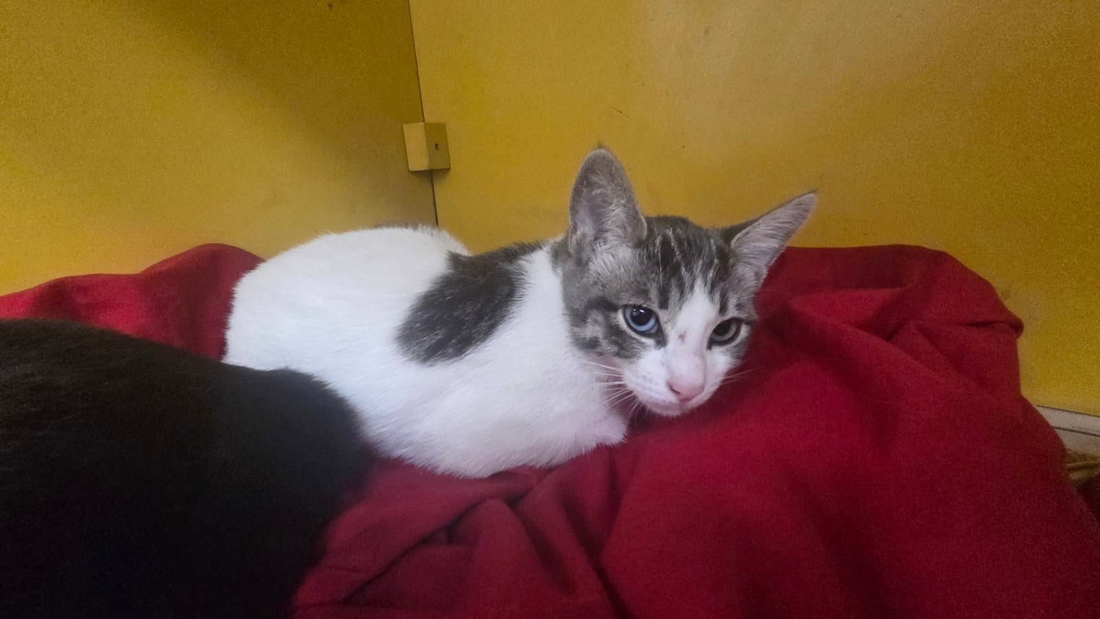 Mosaic - Domestic Short Hair
