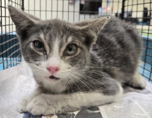 Boogies - Domestic Short Hair
