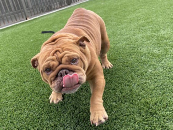 Reba - English Bulldog