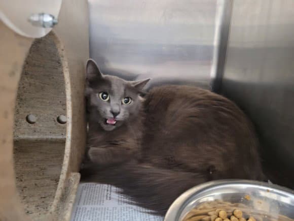 Jj - Domestic Medium Hair