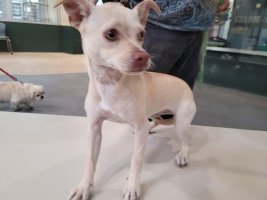 Wallaby - Chihuahua