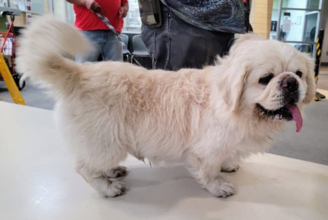 Sloth - Pekingese