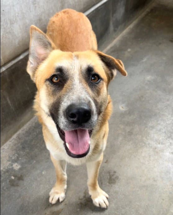 Baltazar - German Shepherd Dog