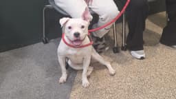 Milly image 1