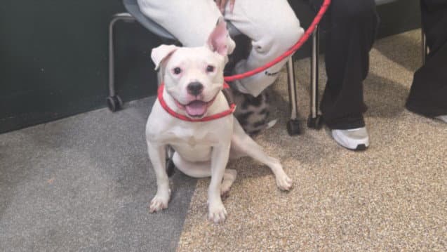 Milly - American Staffordshire Terrier