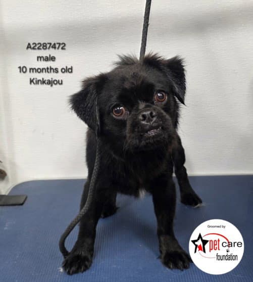 Kinkajou - Pekingese