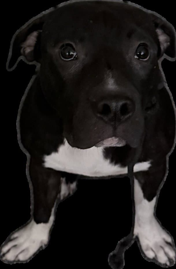 Spike Lee - Pit Bull Terrier