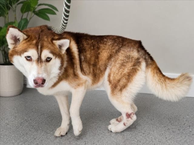 Nico - Siberian Husky