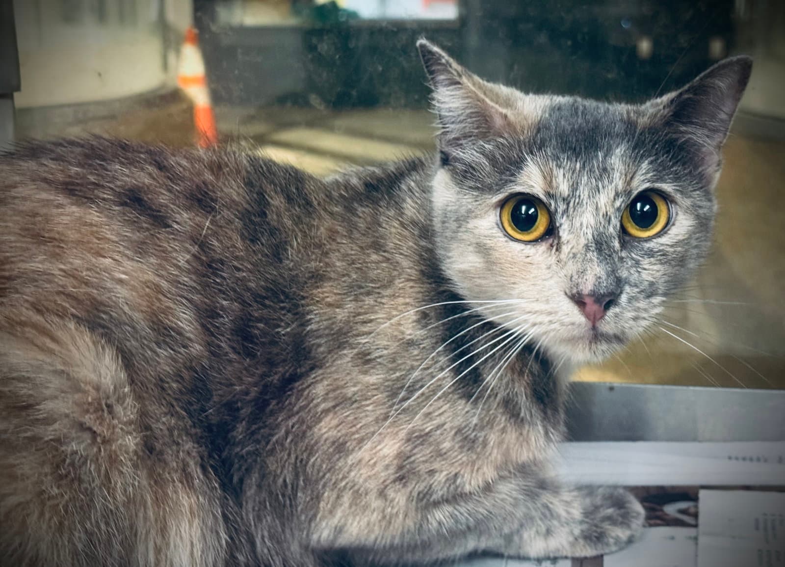Monkey - Domestic Short Hair