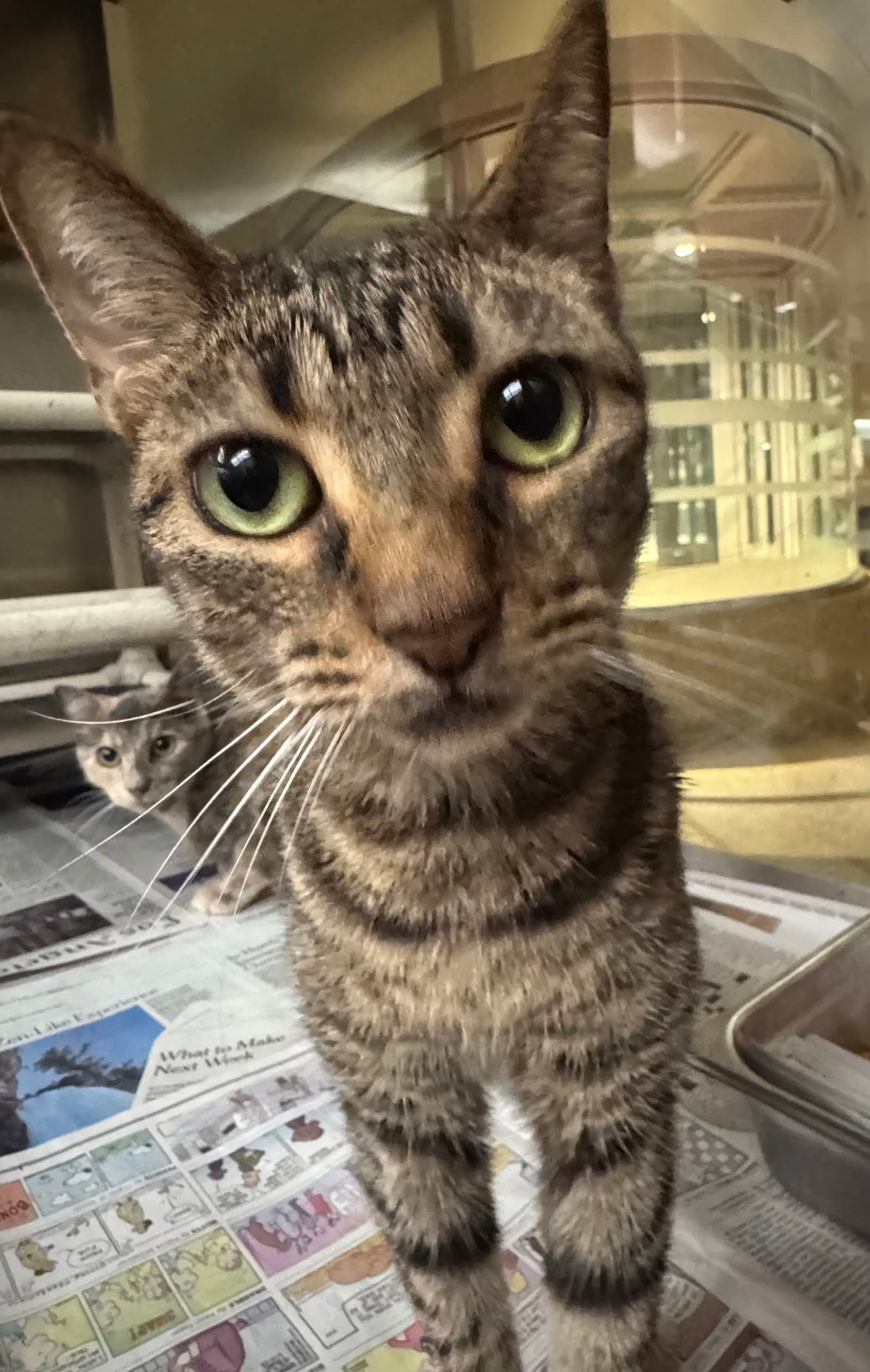 Brandy - Domestic Short Hair