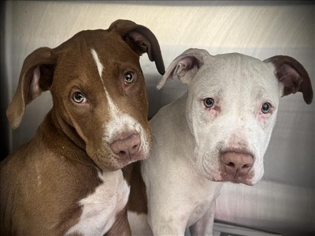 Unknown - Pit Bull Terrier