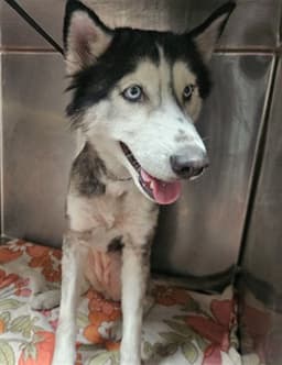 Lucy image 1