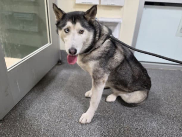 Star - Siberian Husky