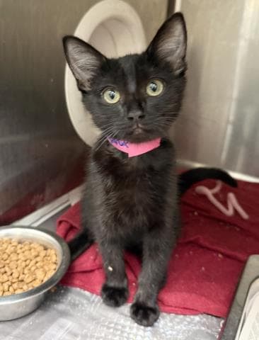 Wanda - Domestic Short Hair