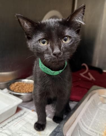 Waylon - Domestic Short Hair