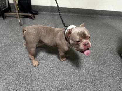 Scrappy-Doo - Pit Bull Terrier