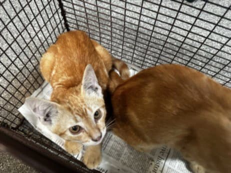 Aspen - Domestic Short Hair