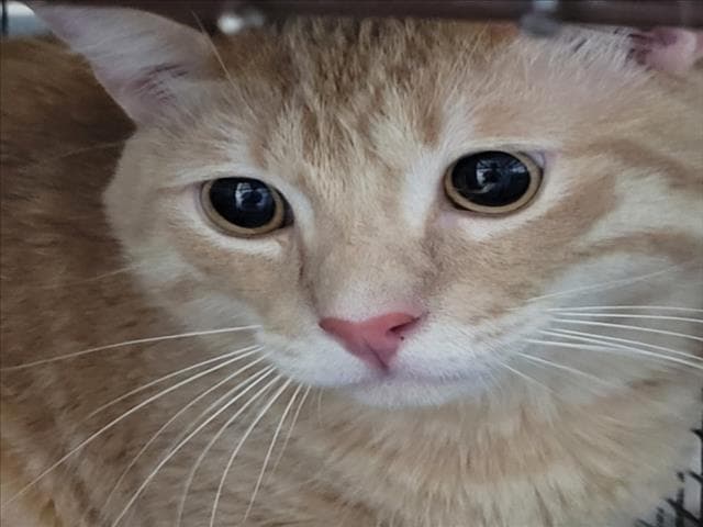Mango - Domestic Short Hair