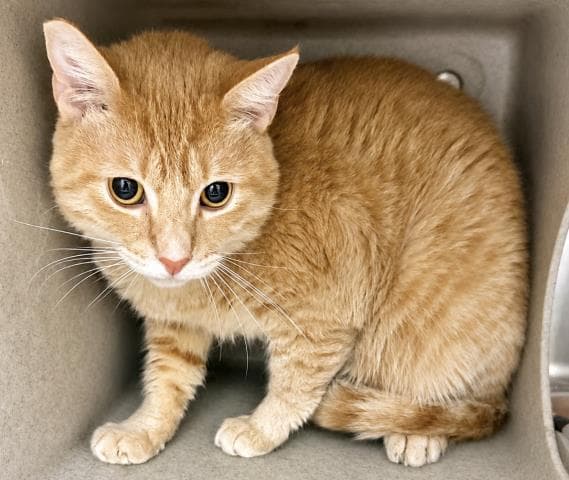 Mango - Domestic Short Hair