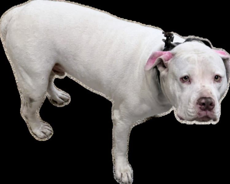 Fidough - American Pit Bull Terrier